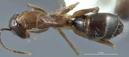 Camponotus claripes specimen JDM32-001012 image jdm32-001012_1