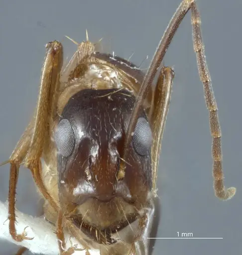 Camponotus claripes specimen JDM32-001012 image jdm32-001012_2
