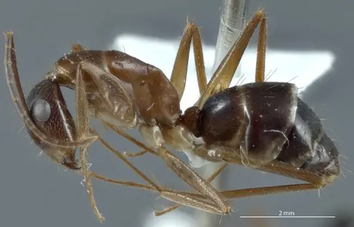 Camponotus claripes specimen JDM32-001012 image jdm32-001012_3