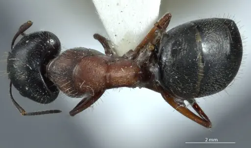 Camponotus claripes specimen JDM32-001079 image jdm32-001079_1