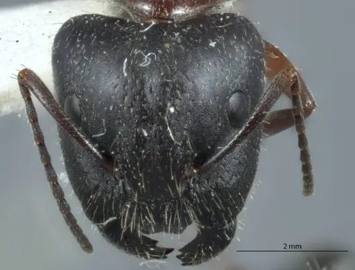 Camponotus claripes specimen JDM32-001079 image jdm32-001079_2