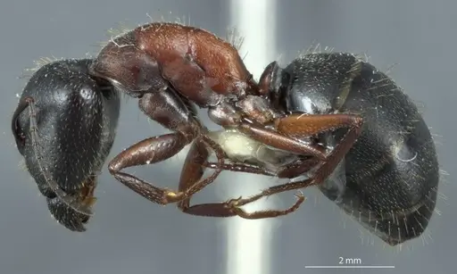 Camponotus claripes specimen JDM32-001079 image jdm32-001079_3