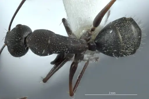 Camponotus claripes specimen JDM32-001080 image jdm32-001080_1