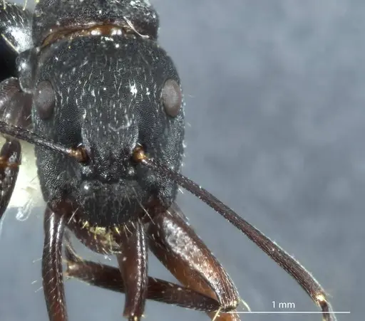 Camponotus claripes specimen JDM32-001080 image jdm32-001080_2