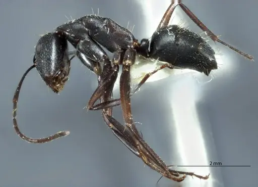 Camponotus claripes specimen JDM32-001080 image jdm32-001080_3