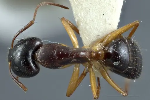Camponotus claripes specimen JDM32-001083 image jdm32-001083_1