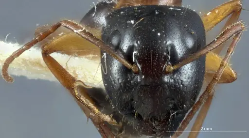 Camponotus claripes specimen JDM32-001083 image jdm32-001083_2