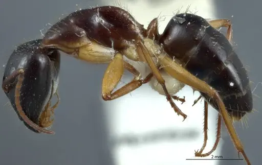 Camponotus claripes specimen JDM32-001083 image jdm32-001083_3