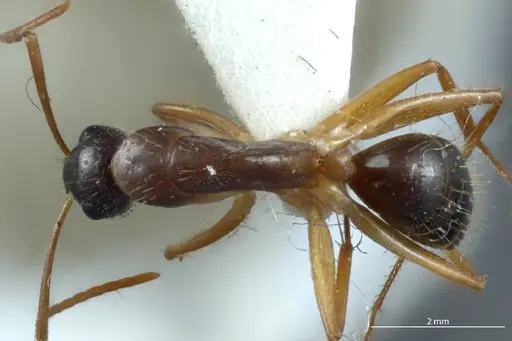 Camponotus claripes specimen JDM32-001084 image jdm32-001084_1