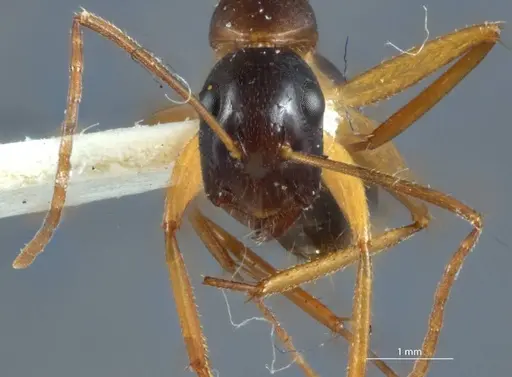 Camponotus claripes specimen JDM32-001084 image jdm32-001084_2
