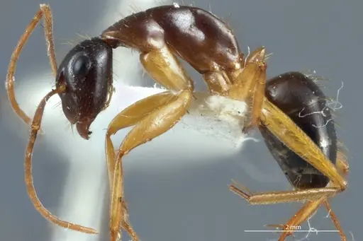 Camponotus claripes specimen JDM32-001084 image jdm32-001084_3