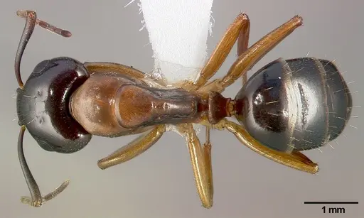 Camponotus clarithorax specimen CASENT0005341 image casent0005341_1