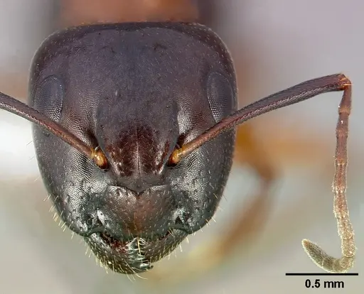 Camponotus clarithorax specimen CASENT0005341 image casent0005341_2