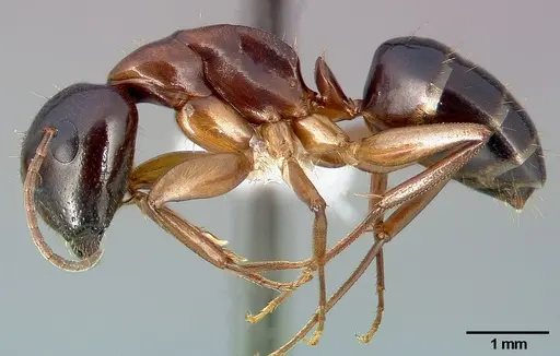 Camponotus clarithorax specimen CASENT0005341 image casent0005341_3