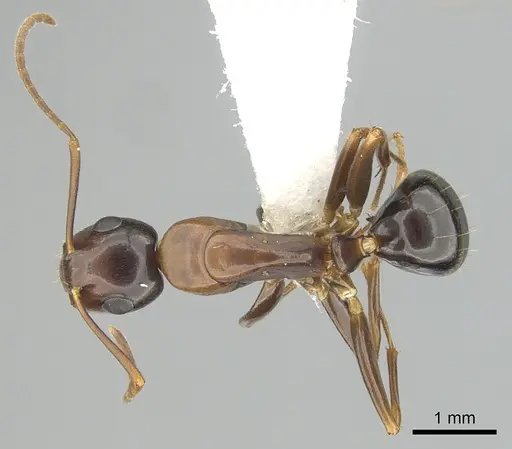 Camponotus clarithorax specimen CASENT0249365 image casent0249365_1