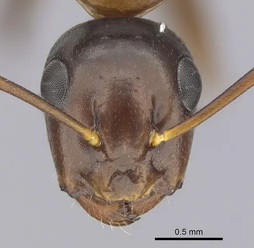 Camponotus clarithorax specimen CASENT0249365 image casent0249365_2