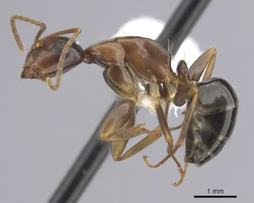 Camponotus clarithorax specimen CASENT0249365 image casent0249365_3