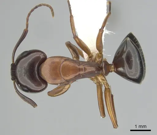 Camponotus clarithorax specimen CASENT0249366 image casent0249366_1