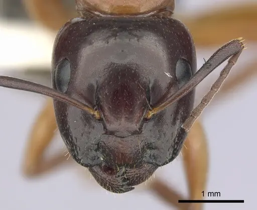 Camponotus clarithorax specimen CASENT0249366 image casent0249366_2