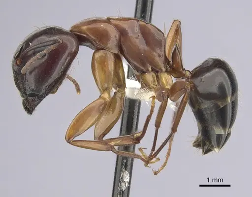 Camponotus clarithorax specimen CASENT0249366 image casent0249366_3