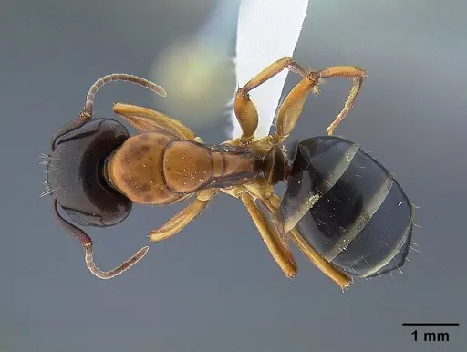 Camponotus clarithorax specimen CASENT0732627 image casent0732627_1