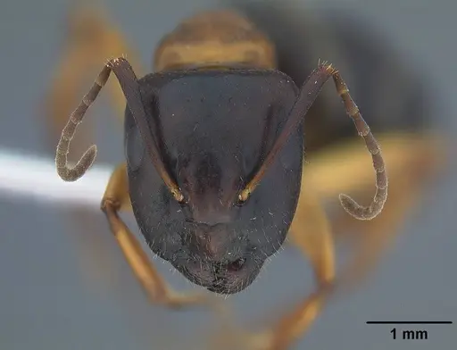 Camponotus clarithorax specimen CASENT0732627 image casent0732627_2