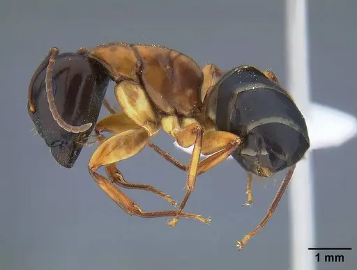 Camponotus clarithorax specimen CASENT0732627 image casent0732627_3