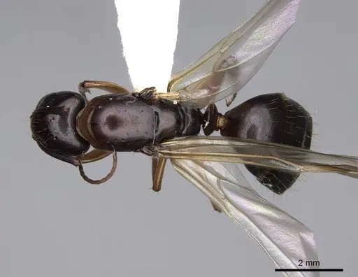 Camponotus clarithorax specimen CASENT0844058 image casent0844058_1