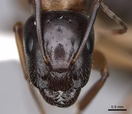 Camponotus clarithorax specimen CASENT0844058 image casent0844058_2