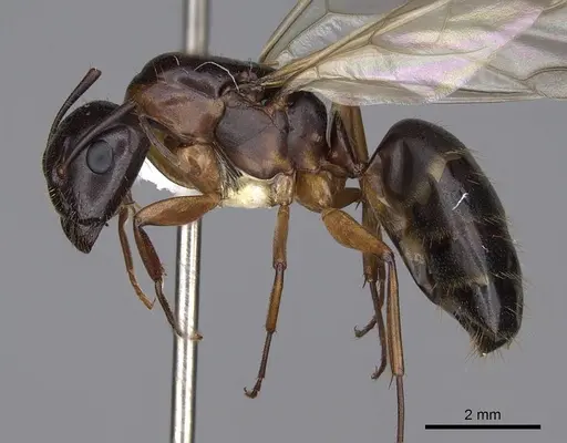 Camponotus clarithorax specimen CASENT0844058 image casent0844058_3