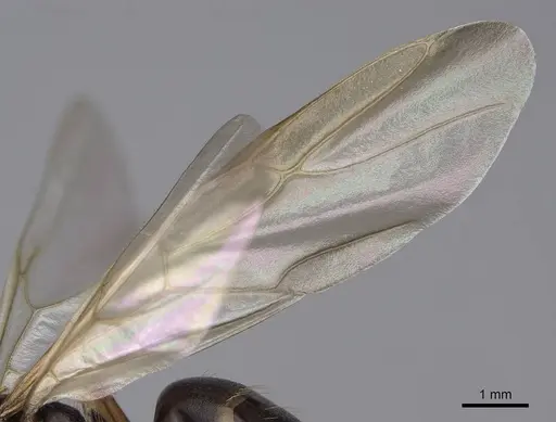 Camponotus clarithorax specimen CASENT0844058 image casent0844058_4
