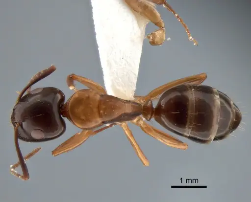 Camponotus clarithorax specimen CASENT0882117 image casent0882117_1
