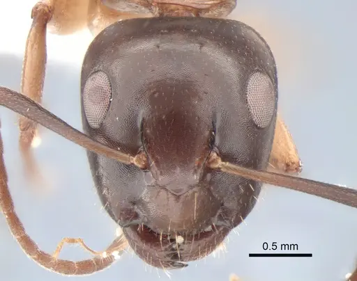 Camponotus clarithorax specimen CASENT0882117 image casent0882117_2