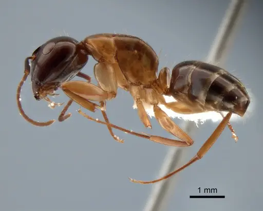 Camponotus clarithorax specimen CASENT0882117 image casent0882117_3