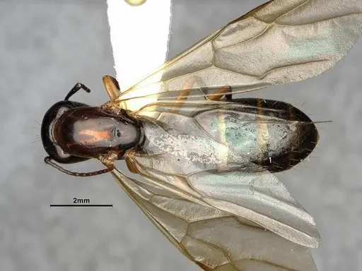 Camponotus clarithorax specimen CASENT0882801 image casent0882801_1