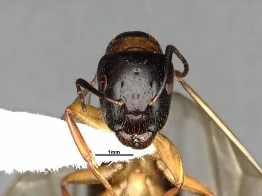 Camponotus clarithorax specimen CASENT0882801 image casent0882801_2