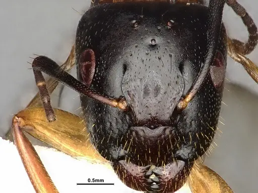 Camponotus clarithorax specimen CASENT0882801 image casent0882801_3