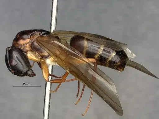 Camponotus clarithorax specimen CASENT0882801 image casent0882801_4