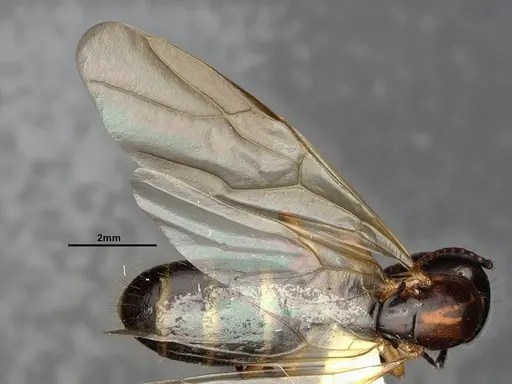 Camponotus clarithorax specimen CASENT0882801 image casent0882801_5