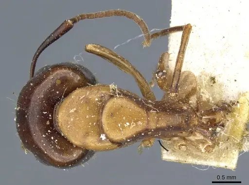Camponotus clarithorax specimen CASENT0905406 image casent0905406_1