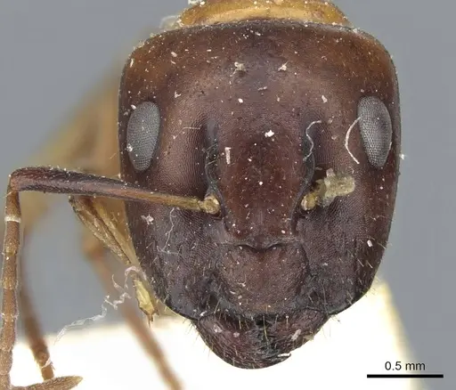 Camponotus clarithorax specimen CASENT0905406 image casent0905406_2