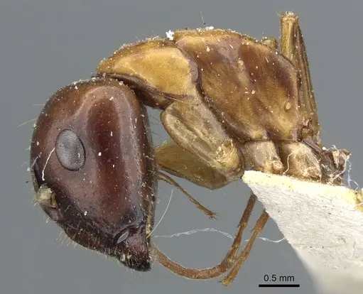 Camponotus clarithorax specimen CASENT0905406 image casent0905406_3