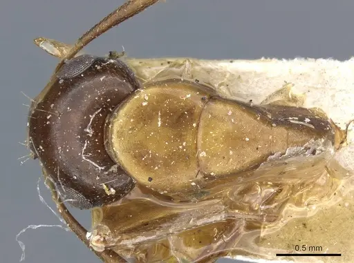 Camponotus clarithorax specimen CASENT0905407 image casent0905407_1