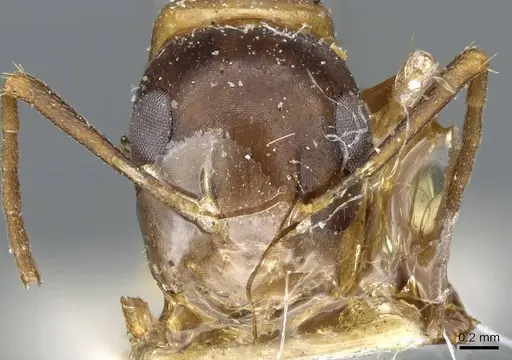 Camponotus clarithorax specimen CASENT0905407 image casent0905407_2