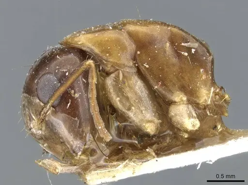 Camponotus clarithorax specimen CASENT0905407 image casent0905407_3