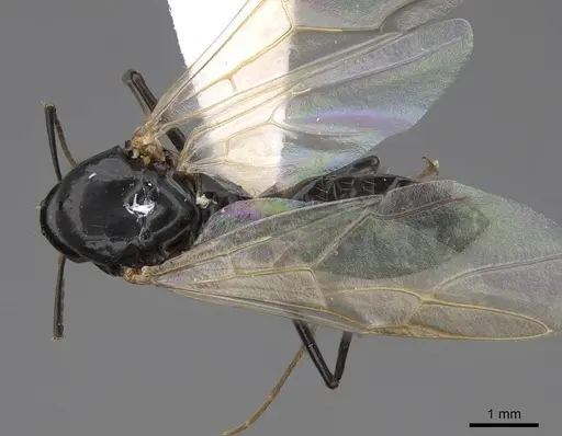 Camponotus clarithorax specimen CASENT0923095 image casent0923095_1