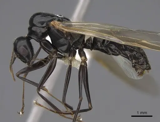 Camponotus clarithorax specimen CASENT0923095 image casent0923095_3