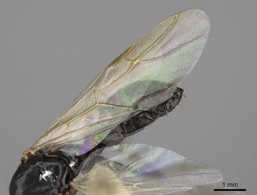 Camponotus clarithorax specimen CASENT0923095 image casent0923095_4
