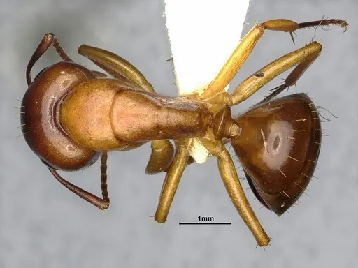 Camponotus clarithorax specimen CASENT4031399 image casent4031399_1