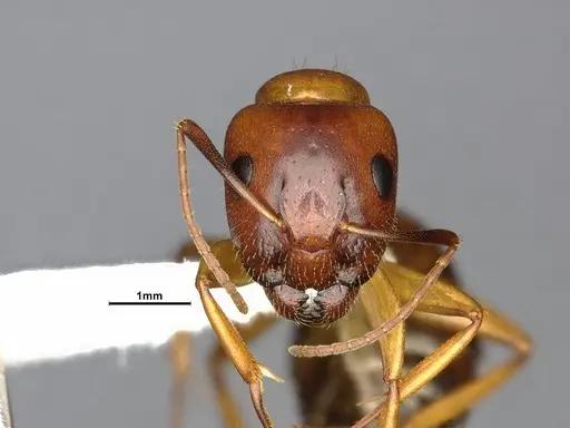 Camponotus clarithorax specimen CASENT4031399 image casent4031399_2